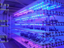 La planta fluorescente del invernadero T5 LED crece las luces para la lechuga, col